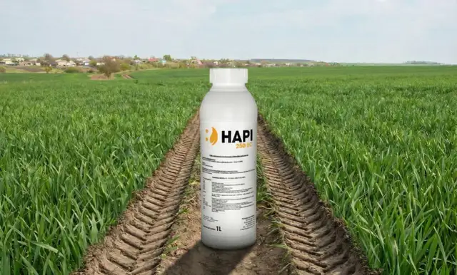 Butelka środka ochrony roślin HAPI 250 EC na tle pola zboża, gdzie pospolity chwast zbożowy stanowi problem.