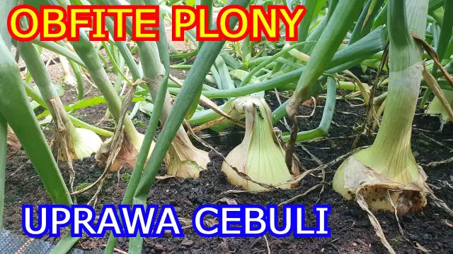 Jak uprawiać cebulę z nasion: proste kroki do zdrowych plonów