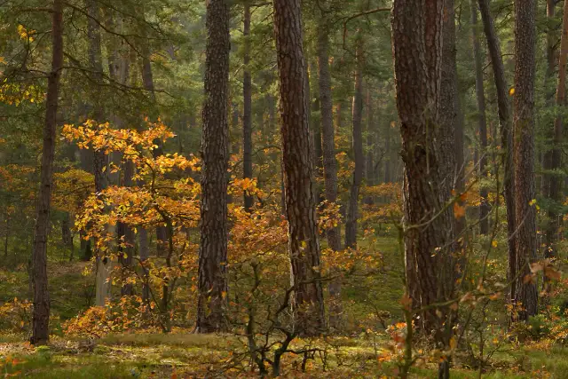 Gdzie leży Kampinoski Park Narodowy? Odkryj jego bliskość do Warszawy
