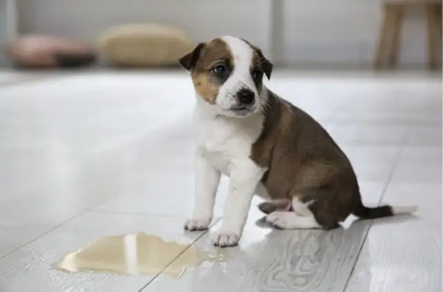 Szczeniak sika w domu - jak często wyprowadzać go na spacery