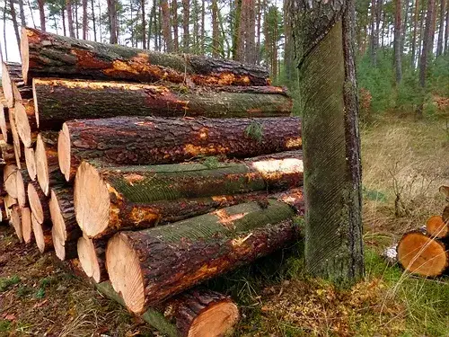 Zrąb w lesie: dlaczego powstaje i jak odradza się las?
