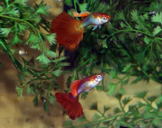 Jakie rybki do gupików: idealne towarzystwo dla twojego akwarium