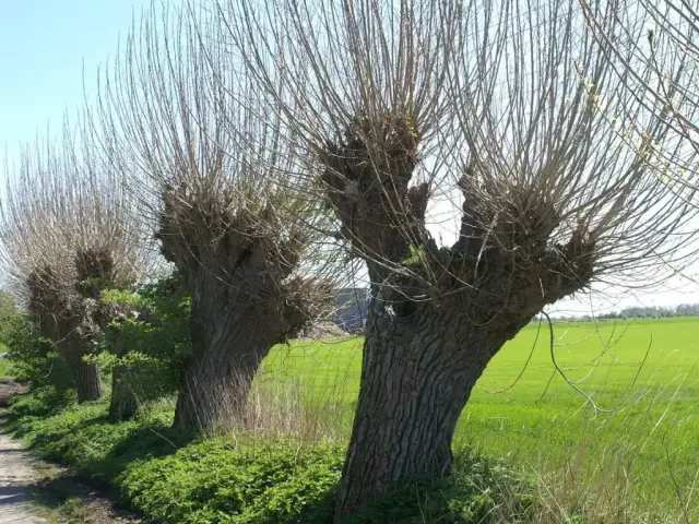 Jak sadzić wierzbę: uniknij najczęstszych błędów i sukces gwarantowany