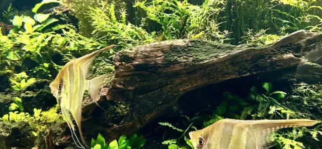 Największe oceanaria w Polsce: odkryj unikalne atrakcje morskie