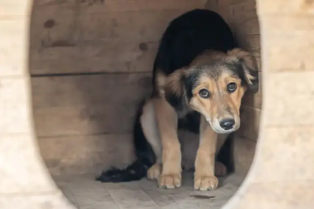Czy uśpienie psa to grzech? Moralne dylematy i emocje właścicieli
