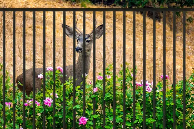 Płot na sarny: jaka wysokość? Sprawdź, jak skutecznie chronić ogród