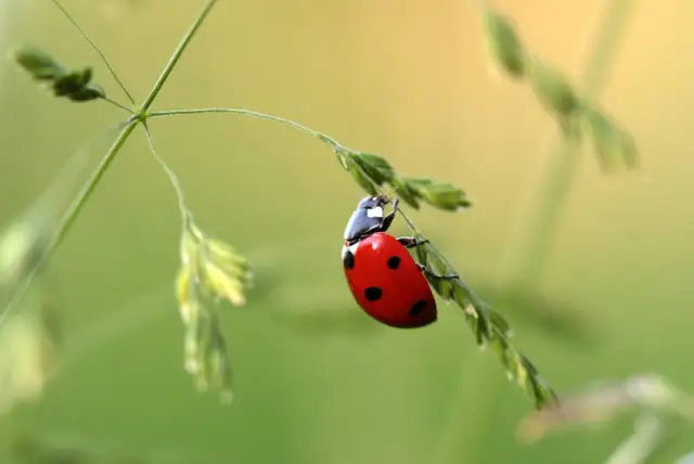 Nazwy owadów po angielsku - Jak uniknąć najczęstszych błędów?
