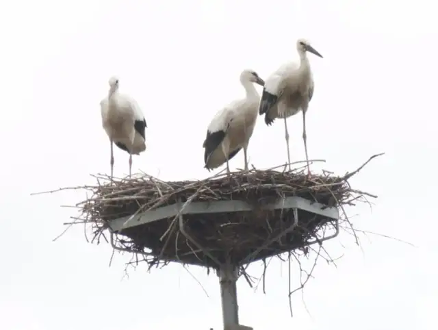 Trzy bociany stojące na gnieździe z gałęzi.