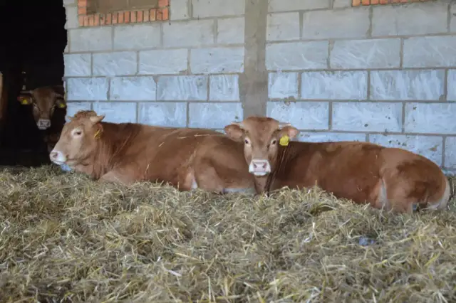 Ile kosztuje byk w skupie? Ceny, które zaskoczą hodowców