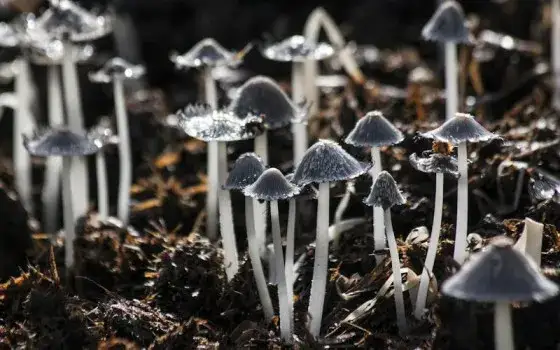 Grzyby halucynogenne w Polsce: Prawo, ryzyko, identyfikacja. Czy warto?