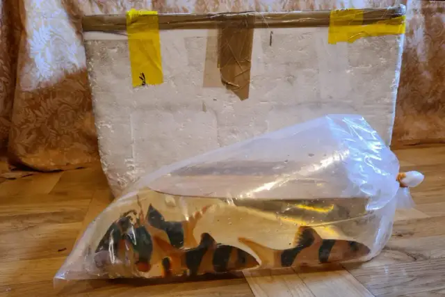 Jak długo rybki przetrwają w worku? Poradnik transportu.