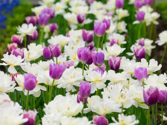 Fioletowe i białe tulipany tworzą piękny kontrast. Zastanawiasz się, jakie kolory kwiatów łączyć ze sobą? Oto inspiracja!