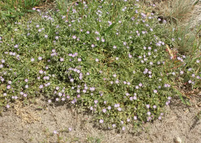 Purpurowy chwast zbożowy: Rozpoznaj wroga i skutecznie zwalcz!