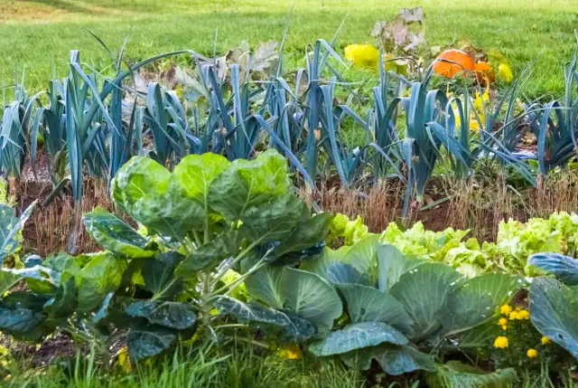 Brukselka kwitnie? Dowiedz się, co to oznacza dla zbiorów