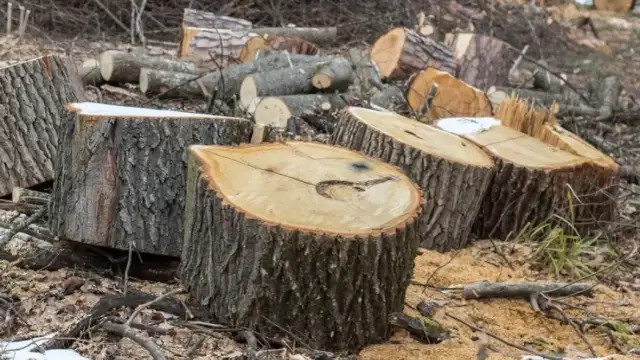 Czy można wyciąć drzewo bez zezwolenia? Sprawdź ważne przepisy