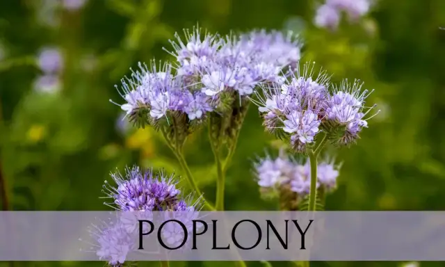 Co na poplon w ogrodzie – najlepsze rośliny dla zdrowej gleby