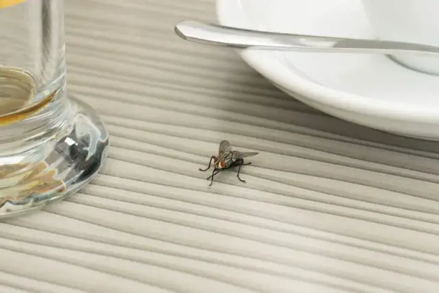 Skuteczne sposoby na pozbycie się much z restauracji i uniknięcie problemów