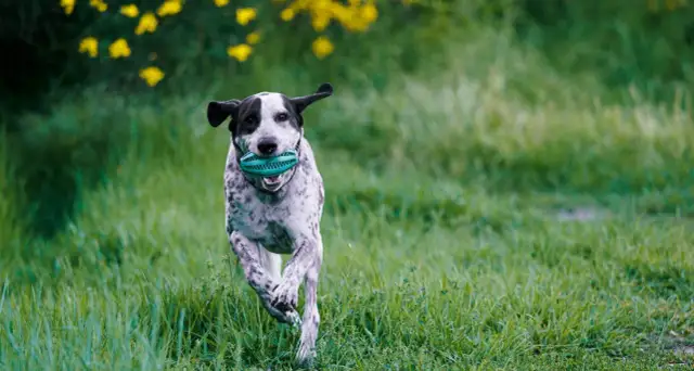 Jak działa tabletka na kleszcze i jak skutecznie chroni Twojego psa