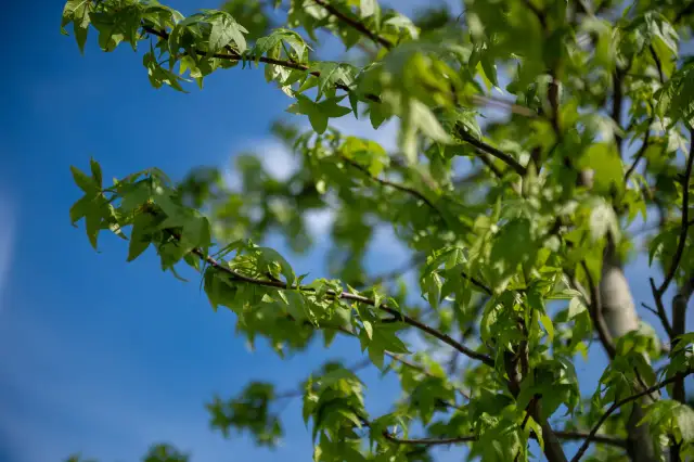 Jakie drzewa na osiedle? Przewodnik po odpornej zieleni miejskiej