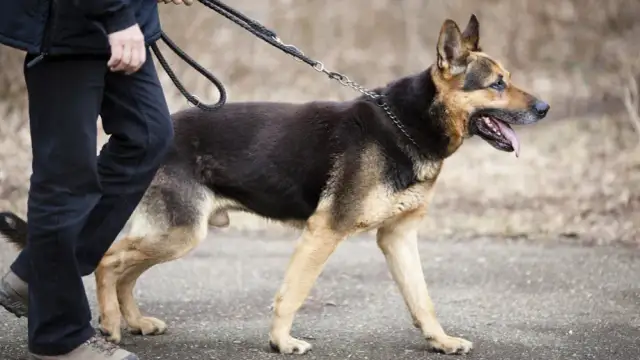 Jaki rozmiar obroży dla owczarka niemieckiego, aby uniknąć problemów?