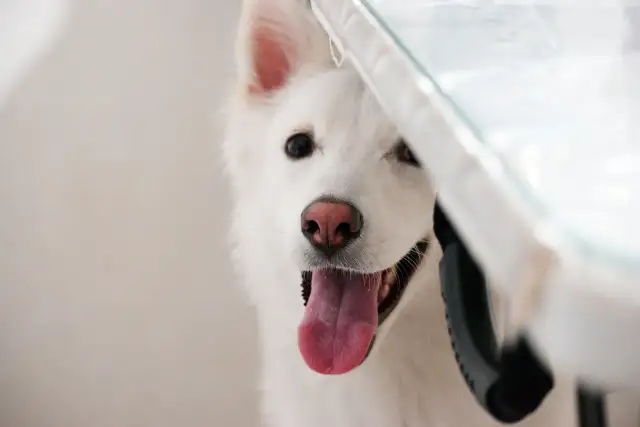 Biały pies z wystawionym językiem patrzy zza białej zasłony.