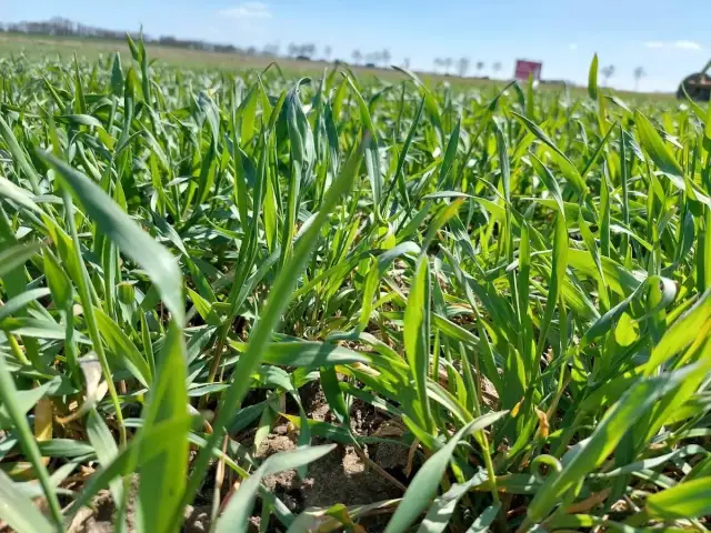 Kiedy skracać zboże, aby uniknąć strat i poprawić plony?