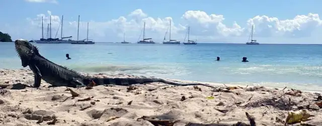 Najciekawsze atrakcje Gwadelupy, które musisz zobaczyć na wyspie