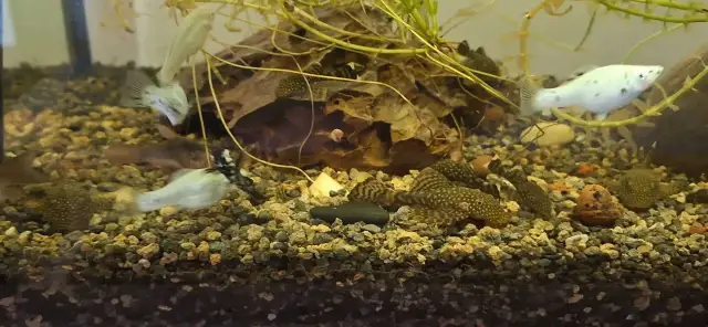 Ile glonojadów do 112l? Wybierz właściwy gatunek i liczbę!