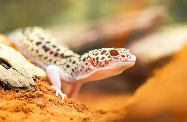 Gekon lamparci: Jak wybrać i urządzić idealne terrarium?