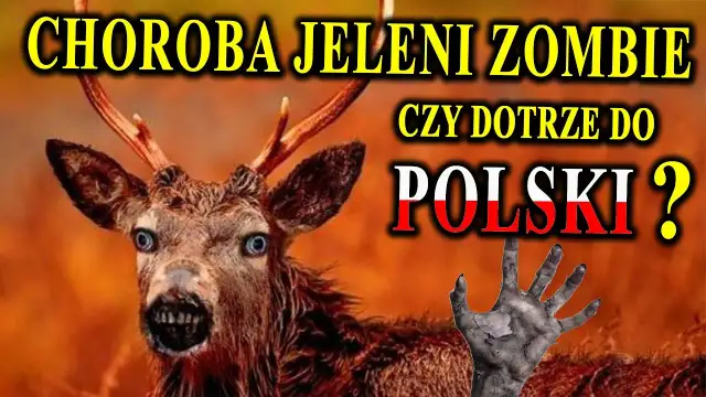 Zombie sarny: Co to jest, jakie są przyczyny i jak radzić sobie z problemem?