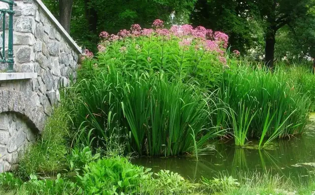 Co uprawiać na podmokłym terenie, aby uniknąć problemów z roślinami?