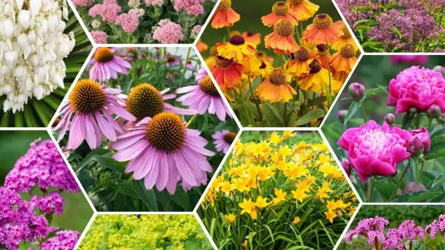 Jakie kwiaty do ogrodu wybrać, by uniknąć trudności w uprawie?