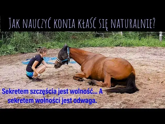 Jak nauczyć konia sztuczek? Buduj więź i rozwijaj go!