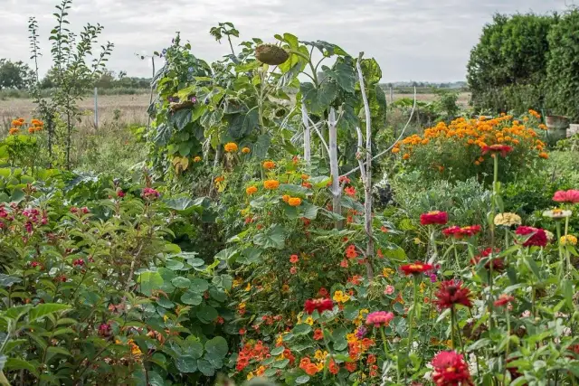 Co to jest szata roślinna i jak wpływa na bioróżnorodność?