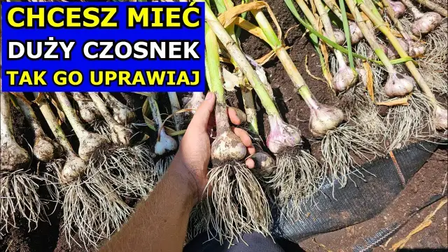 Jak prawidłowo podlewać czosnek: sekrety udanej uprawy