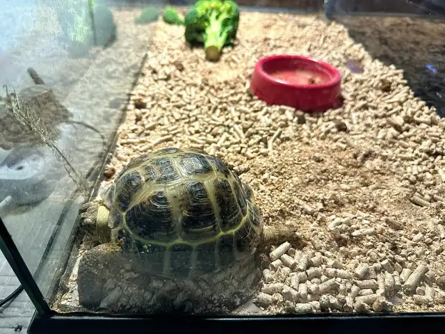 Jak zrobić terrarium dla żółwia – uniknij najczęstszych błędów