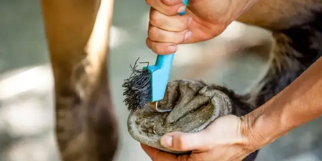 Jak czyścić kopyta konia? Poradnik krok po kroku dla zdrowych kopyt