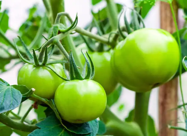 Jak przycinać pomidory? Zwiększ plony i chroń przed chorobami!