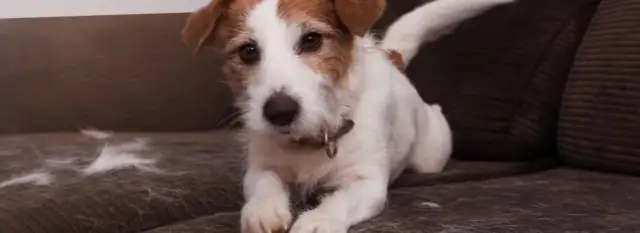 Dlaczego psu nie odrasta sierść? Odkryj przyczyny i rozwiązania