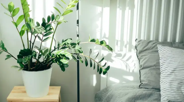 Kwiaty do sypialni: Lepszy sen i czyste powietrze? Sprawdź, które wybrać!
