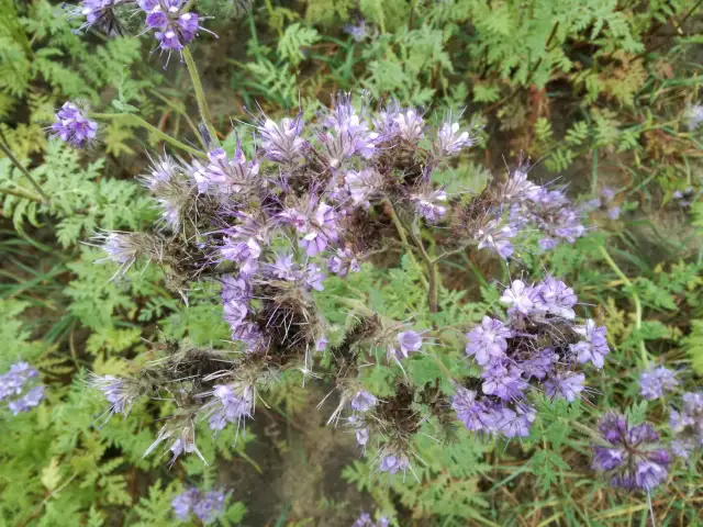 Jak długo kwitnie facelia? Odkryj, co wpływa na jej kwitnienie