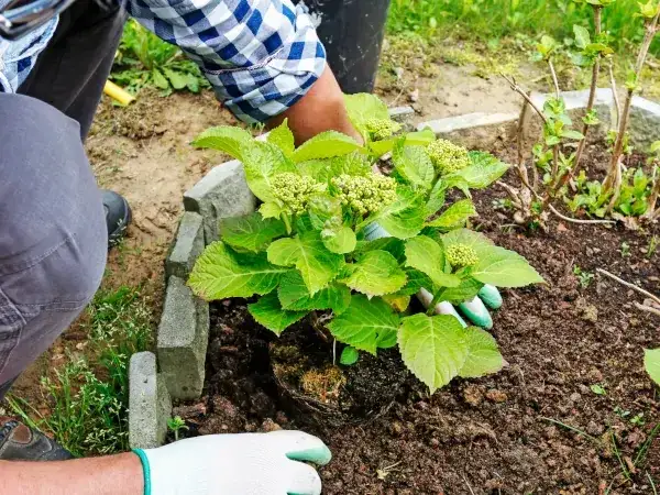 Jak sadzić hortensje ogrodowe? Poradnik krok po kroku