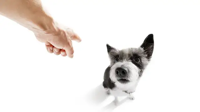 Jak wytresować psa żeby się słuchał i uniknąć frustracji