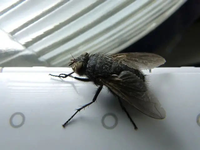 Skuteczne metody, jak zwalczyć muchy na tarasie i cieszyć się latem