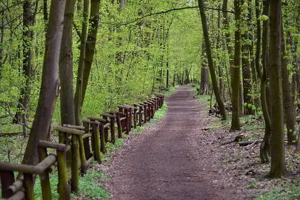 Rezerwat Las Bielański: Puszcza w sercu Warszawy Twój przewodnik