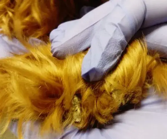 Choroby pazurów u psa: objawy, przyczyny i skuteczne metody leczenia