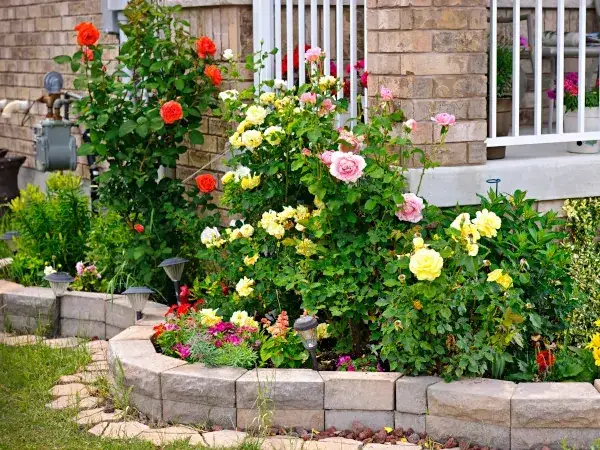 Jakie rośliny sadzić obok róż? Stwórz piękną i zdrową rabatę