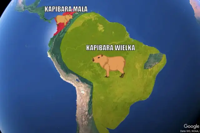 W jakim kraju żyją kapibary? Odkryj ich świat i gdzie je zobaczyć
