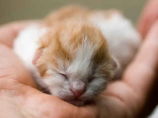 Kiedy kotki otwierają oczy? Zaskakujące fakty o rozwoju kociąt