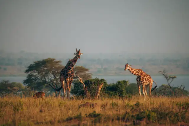Czy w Ugandzie jest bezpiecznie? Odkryj zagrożenia i porady dla turystów